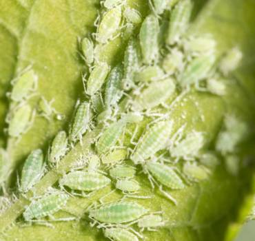 Aphid Removal