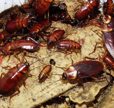 Termite Extermination