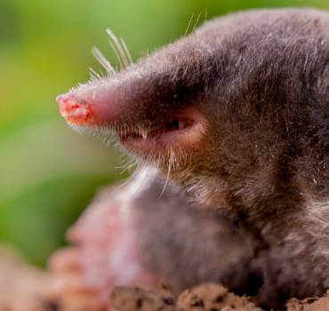 Mole Control
