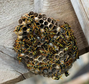 Termite Extermination